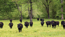 1903_HFG_28-beef-cattle