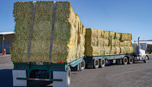 1903_HFG_30-bales