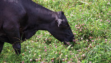 1903_HFG_32-grazing-clover