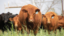 1904_18-beef-cow