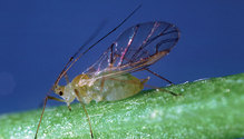1904_HFG-20-blue-alfalfa-aphid