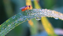 1904_HFG_22-stem-maggot