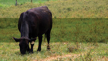 1904_HFG_24-beef-grz