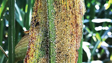 1904_HFG_26-sugarcane-aphid