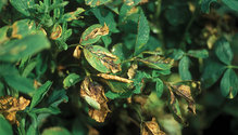 1904_HFG_30-alfalfa-blight