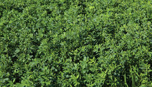 1904_HFG_38-alfalfa