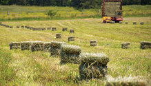 1908_17-alflafa-bales