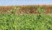 1908_18_HFG-alfalfa-corn