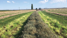 1908_22_alfalfa-windrow