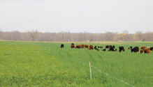 1908_HFG_23-pasture