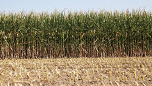 1908_HFG_28-corn-silage