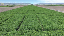 1910_14-HFG_alfalfa