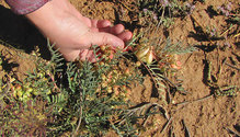 1911_HFG-11-locoweed