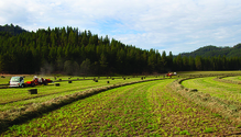 1911_HFG-12-baling