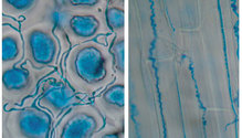 1911_HFG-22-endophytes