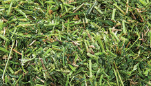 1911_HFG-30-allfalfa