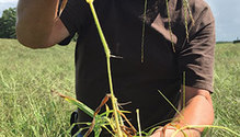 1911_HFG-32-crabgrass