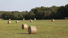 1911_HFG_6-fescue