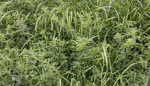 1AlfGrass_ph