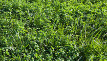 1AlfGrass_ph