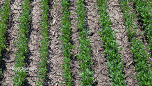 1AlfSeeding_ph