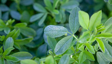 1Alfalfa_ph