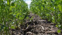 1Alfalfa_ph