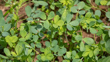 1Alfalfa_ph