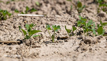 1Alfalfa_ph