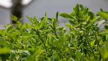 1Alfalfa_ph