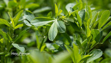 1Alfalfa_ph
