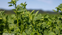 1Alfalfa_ph