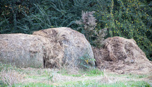 1BaleAbuse_ph