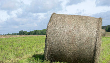 1BaleWeight_ph