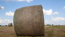 1BaleWeight_ph