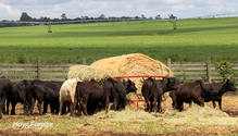 1BlameCows_ph