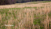 1Broomsedge_ph