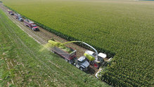 1CornSilage_ph