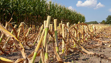 1CornSilage_ph