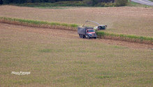 1CornSilage_ph