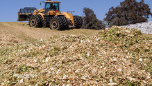 1CornSilage_ph