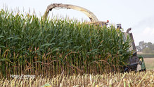 1CornSilage_ph