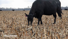 1CornstalkGrazing_ph