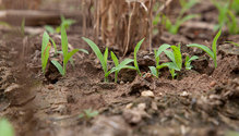 1Crabgrass_ph