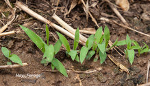 1Crabgrass_ph