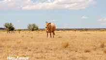 1Culling_ph
