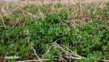 1FallAlfalfa_ph