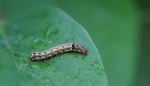 1FallArmyworm_ph