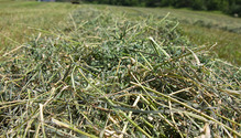 1Fiber_ph