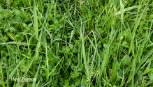 1FrostSeed_ph